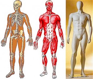 corpo umano