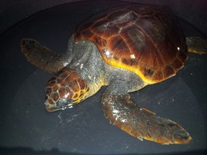 recupero tartaruga