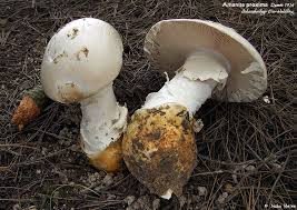 funghi amanita ovoidea